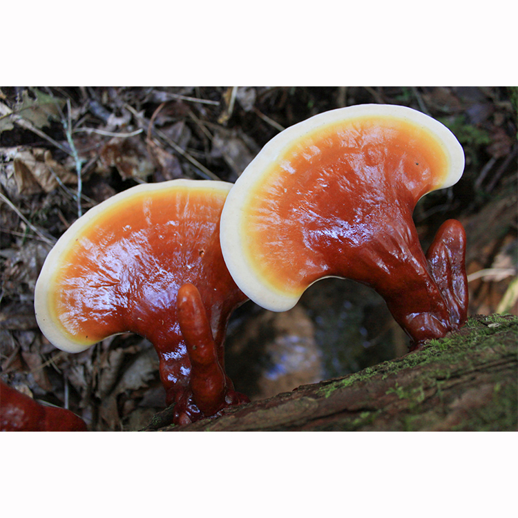 Certified Ganoderma Lucidum Extract